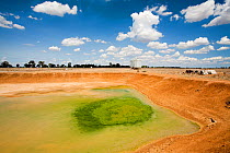 Farmer's watering hole on a farm almost dried up during drought which lasted from 1996-2011. Shepperton, Victoria, Australia.  February 2010.