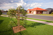 Plastic grass lawn outside new houses in Echuca,  Victoria,  installed during a drought which lasted from 1996-2011. Australia. February 2010.
