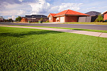 Plastic grass lawn outside new houses in Echuca,  Victoria, installed during a drought which lasted from 1996-2011. Australia. February 2010.