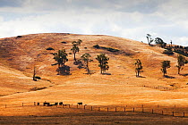 Scorched dried out land near Bonnie Doon with some cattle, during drought which lasted between 1996-2011. Many farms could not support as larger herds due to parched land. Victoria, Australia. Februar...