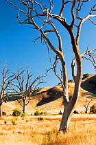 Dried up reservoir, Lake Eidon, the trees seen in this image were drowned by the reservoir but are now exposed due the drought which lasted from 1996-2011, Victoria, Australia. February 2010