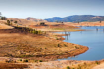 Dried up reservoir, Lake Eidon, the trees seen in this image were drowned by the reservoir but are now exposed due to the drought which lasted from 1996-2011, Victoria, Australia. February 2010