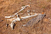 Kangaroos skeleton which died during drought which lasted from 1996-2011. Victoria, Australia, February.