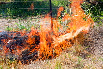 A roadside fire near Shepperton, Victoria, Australia, probably started by a motorist throwing a cigarette out of the window. This image was taken during the drought which 15 year drought which made bu...