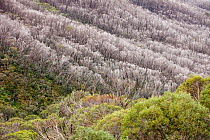 Forest burnt by bush fires above Thredbo, Snowy mountains, Australia. February 2010.