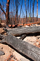 Forest destroyed by bush fires in December 2009. near Michelago, New South Wales, Australia, February 2010.