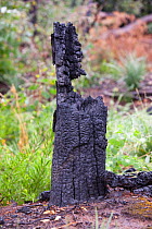 Burnt forest near Kinglake, one of the communities worst affected by the catastrophic 2009 Australian Bush Fires in the state of Victoria in which 173 people were killed. Victoria, Australia. February...