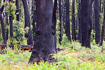 Burnt forest at Kinglake, one of the communities worst affected by the catastrophic 2009 Australian Bush Fires in the state of Victoria in which 173 people were killed. Victoria, Australia. February 2...