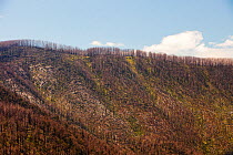 Burnt out forest at Marysville which was one of the worst affected communities of the catastrophic 2009 Australian Bush Fire. Victoria, Australia, USA, February.