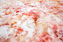 Red algae in snow at Base Orcadas, an Argentine scientific station, Antarctica. Laurie Island, South Orkney Islands, Antarctic Peninsula.