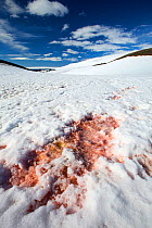 Red algae in the snow on a receding glacier in Suspiros Bay on Joinville Island just off the Antarctic Peninsular. The peninsular is one of the fastest warming places on the planet.