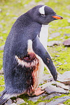 Gentoo penguin (Pygoscelis papua) with huge gash, probably from Leopard seal  (Hydrurga leptonyx) attack, Hannah Point, Livingstone Island, South Shetland Islands, Antarctica.