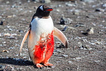 Gentoo penguin (Pygoscelis papua) with  huge wound, probably from  Leopard seal  (Hydrurga leptonyx) attack,  Hannah Point, Livingstone Island, South Shetland Islands, Antarctica.