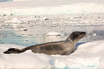 Leopard seal (Hydrurga leptonyx) hauled out on an iceberg in the Drygalski Fjord, Antarctic Peninsula.