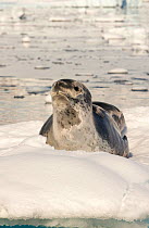 Leopard seal (Hydrurga leptonyx) hauled out on an iceberg in the Drygalski Fjord, Antarctic Peninsula.