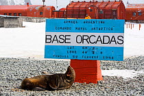 Antarctic fur seals (Arctocephalus gazella) at Base Orcadas which is an Argentine scientific station in Antarctica. Laurie Island,  South Orkney Islands, Antarctic Peninsula.