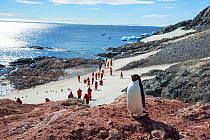 Adelie penguins (Pygoscelis adeliae) with tourists walking past the colony, Madder Cliffs, Joinville Island, Antarctica.