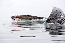 Humpback whales (Megaptera novaeangliae) feeding on Krill in Wilhelmena Bay, Antarctic Peninsula