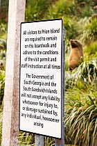 A female Antarctic Fur Seal (Arctocephalus gazella) on Prion Island, South Georgia, Southern Ocean, with a sign requesting visitors to remain on the boardwalk.