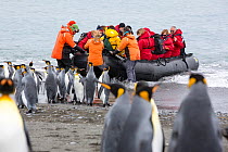 1592217 - - King penguins (Aptenodytes patagonicus) with passengers from an expedition cruise. Salisbury Plain, South Georgia. February 2014.