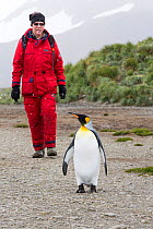 King penguin (Aptenodytes patagonicus) with passenger from an expedition cruise. Salisbury Plain, South Georgia. February 2014.