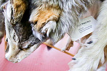 Confiscated  Canada lynx (Lynx canadensis) pelt that was hunted illegally in Alaska, USA, September 2004.