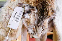 Confiscated  Canada lynx (Lynx canadensis) pelt that was hunted illegally in Alaska, USA, September 2004.