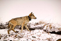 Yukon wolf (Canis lupus pambasileus) radio collared as part of a tracking program in the tundra, Denali National Park, Alaska, USA, September.