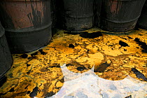 Abandoned barrels of leaking waste oil on the tundra, Nome, Alaska, USA, September 2004.
