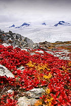 Harding icefield  receeding rapidly due to global warming,Kenai Fjords National Park,  Alaska, USA, September 2004.