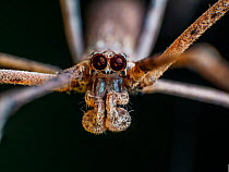 Net casting spider (Deinopis sp.) South-east Atlantic forest,   Tapirai, Sao Paulo, Brazil.