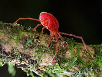 Long legged mite (Erythraeidae) feeding on a mossy branch. South-east atlantic forest, Tapirai, Sao Paulo, Brazil.
