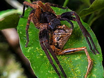 Wandering spider (Ctenus medius) feeding on a Ischnocnema frog. South-east atlantic forest, Tapirai, Sao Paulo, Brazil.