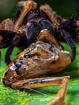 Wandering spider (Ctenus medius) feeding on a Ischnocnema frog. South-east atlantic forest, Tapirai, Sao Paulo, Brazil.