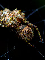 Orb weaving spider (Wagneriana) South-east Atlantic forest, Tapirai, Sao Paulo, Brazil.