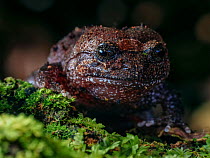 Frog (Cycloramphus acangatan) vulnerable frog species. South-east Atlantic forest, Tapirai, Sao Paulo, Brazil.