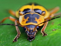 Frontal portrait of a Soldier beetle (Cantharidae) South-east atlantic forest. Piedade, Sao Paulo, Brazil.