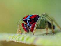 Red and blue jumping spider (Illargus sp.). South-east Atlantic forest, Tapirai, Sao Paulo, Brazil.