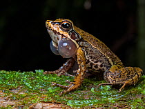 Torrent frog  (Hylodes sp) with vocal sacs. South-east atlantic forest  So Luis do Paraitinga, Sao Paulo, Brazil