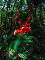 Flowers of Stromanthe thalia, South-east Atlantic forest, Tapirai, Sao Paulo, Brazil.
