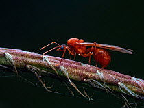 Leafcutting ant (Acromyrmex sp.) male alate, South-east atlantic forest, Tapirai, Sao Paulo, Brazil.