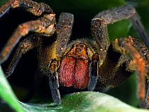 Brazilian wandering spider (Phoneutria nigriventer) inside a bromeliad. South-east Atlantic forest, Piedade, Sao Paulo, Brazil.