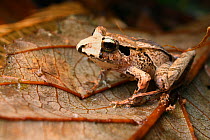 White nosed frog (Ischnocnema cf. parva) South-east Atlantic forest, Sao Miguel Arcanjo, Sao Paulo, Brazil.