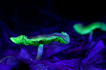 Fluorescent mushrooms glowing in ultraviolet light. South-east Atlantic forest, Sao Miguel Arcanjo, Sao Paulo, Brazil.