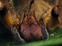 Brazilian wandering spider (Phoneutria nigriventer). South-east Atlantic forest, Piedade, Sao Paulo, Brazil.