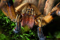 Brazilian wandering spider (Phoneutria keyserlingi) male, South-east Atlantic forest, Piedade, Sao Paulo, Brazil.