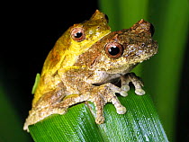 Treefrogs mating (Dendropsophus giesleri) pair in amplexus, South-east atlantic forest, Sao Miguel Arcanjo, Sao Paulo, Brazil. Endemic