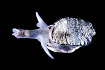 Violet snail (Janthina janthina) washeld up on shore, South Africa. Atlantic ocean.