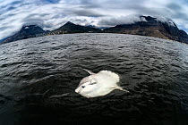 Ocean sunfish (Mola mola), basking at waters surface, South Africa, Atlantic Ocean.