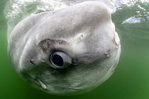 Ocean sunfish (Mola mola) close up whilst relaxing at waters surface, South Africa, Atlantic Ocean.